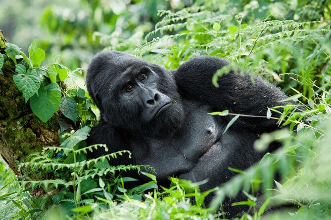 07-Days Murchison Falls, Queen Elizabeth & Gorillas Safari - Five things to know before booking