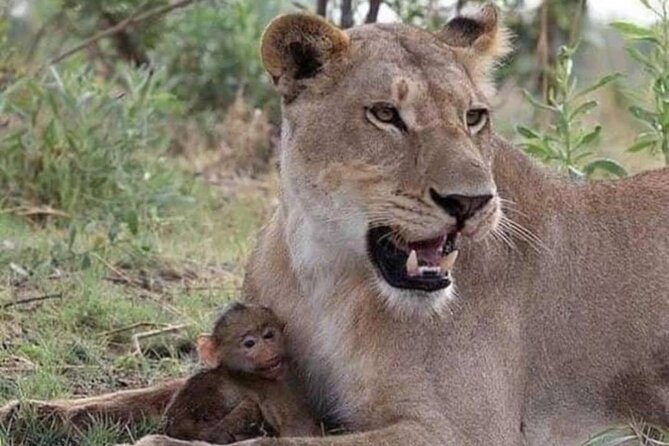 07-Days Murchison Falls, Queen Elizabeth & Gorillas Safari - Day 3: From Murchison to Queen Elizabeth National Park