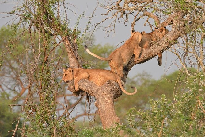 07-Days Murchison Falls, Queen Elizabeth & Gorillas Safari - Day 7: Lake country back to Entebbe