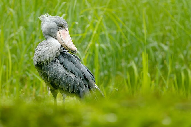 1/2 Mabamba Swamp Shoebill Tour - Why Mabamba Swamp is worth your morning