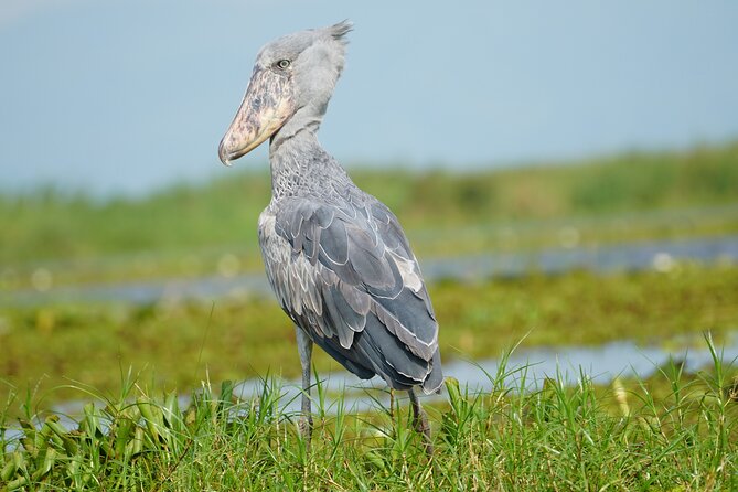 1/2 Mabamba Swamp Shoebill Tour - More than a shoebill: birds to watch for