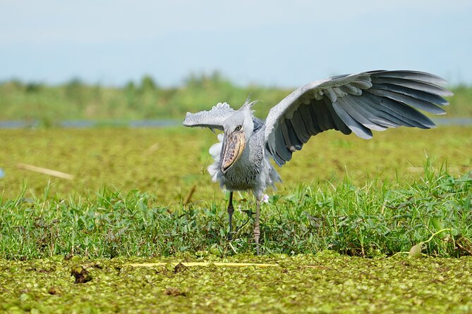 1/2 Mabamba Swamp Shoebill Tour - What the private format adds