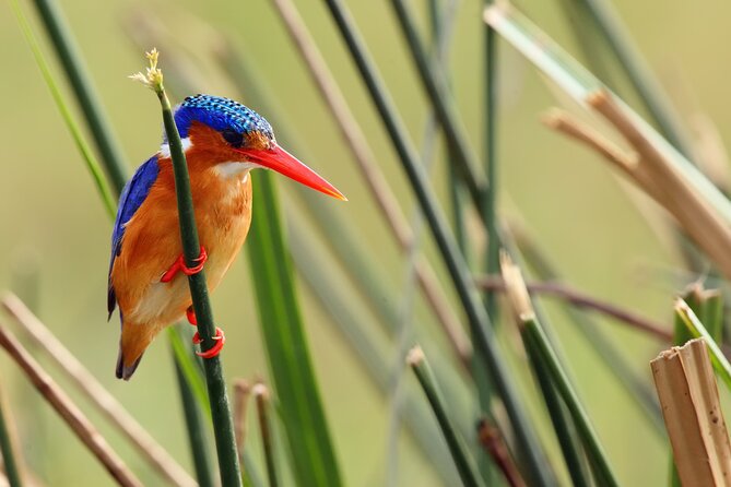1/2 Mabamba Swamp Shoebill Tour - Is $130 a fair price?