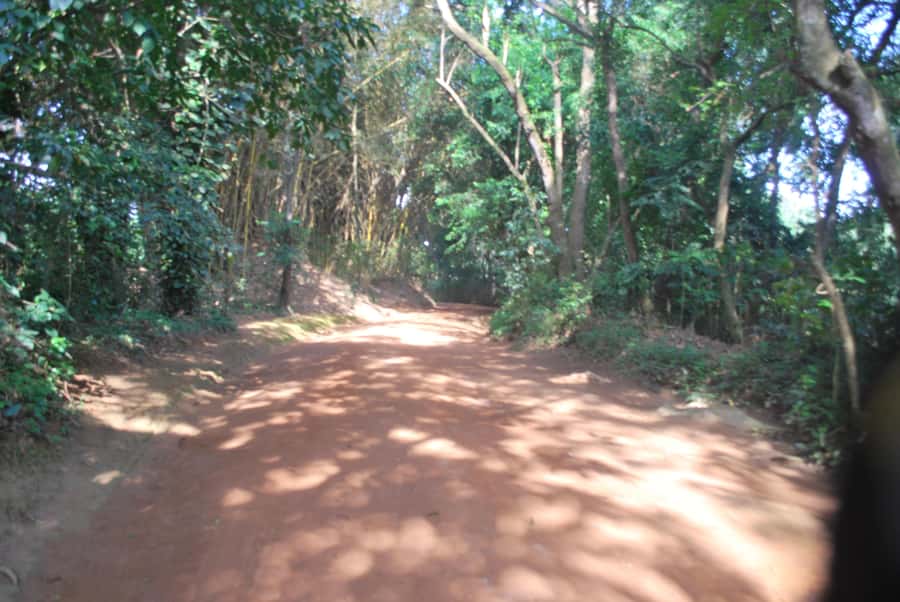 1-Day Best of Entebbe City Guided Walking Tour - Entebbe Botanical Garden