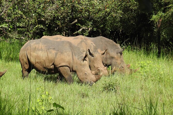 1 Day Budget Rhino Trekking at Ziwa Rhino Sanctuary - Why Ziwa Rhino Sanctuary is worth the trip