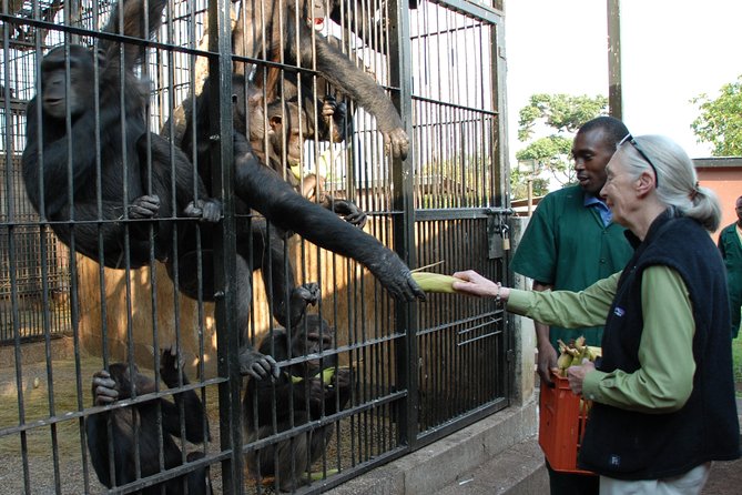 1 day Fishing and Chimpanzee Island tour - The 7:30 am pickup from Kampala or Entebbe