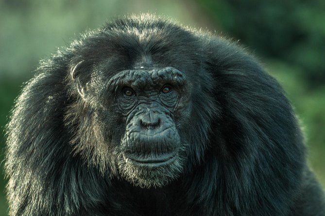 1 day Fishing and Chimpanzee Island tour - Timing, fitness, and weather
