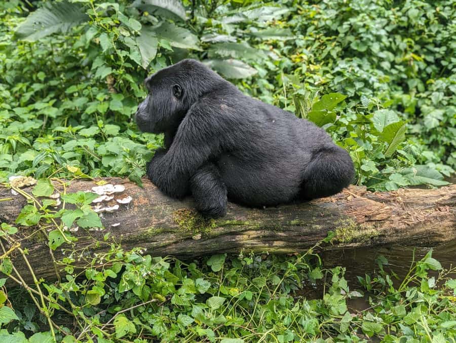 1 Day Gorilla Tour in Bwindi from Kigali - Why this Kigali to Bwindi trip makes sense
