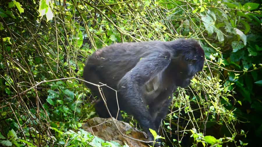 1 Day Gorilla Tour in Bwindi from Kigali - Crossing into Uganda and reaching Bwindi