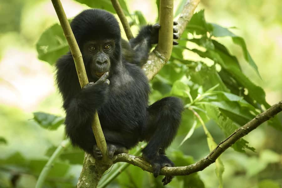1 Day Gorilla Tour in Bwindi from Kigali - One hour beside a gorilla family