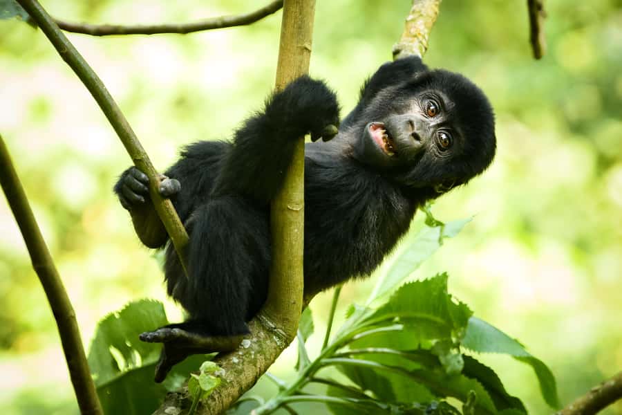 1 Day Gorilla Tour in Bwindi from Kigali - What the $300 price really covers