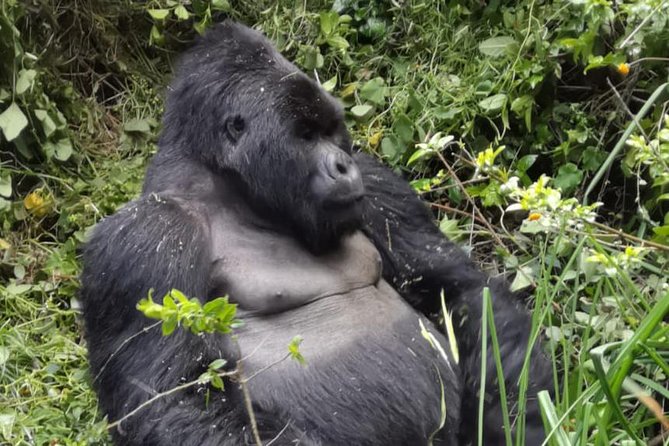 1 Day Gorilla Trekking Mgahinga Gorilla NP & Lake Bunyonyi - Key points to know before booking