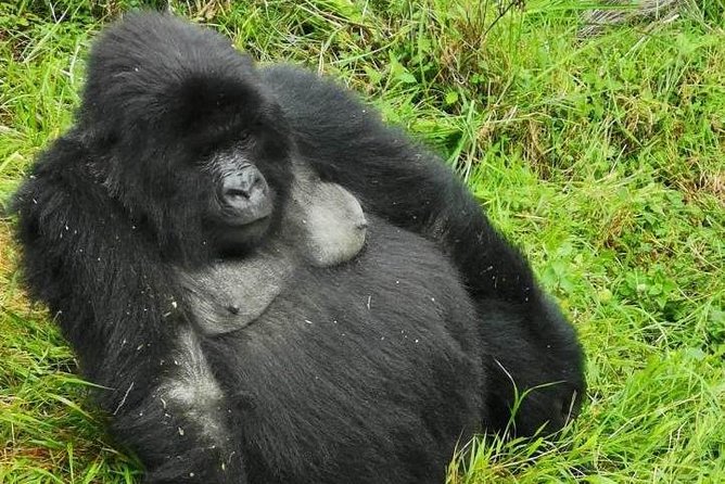 1 Day Gorilla Trekking Mgahinga Gorilla NP & Lake Bunyonyi - Why the gorilla encounter is worth the effort