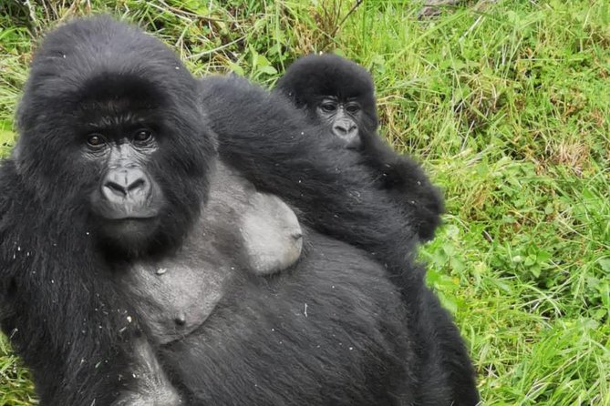 1 Day Gorilla Trekking Mgahinga Gorilla NP & Lake Bunyonyi - At the ranger station: the rules begin here