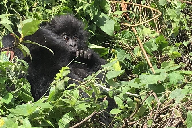 1 Day Gorilla Trekking Mgahinga Gorilla NP & Lake Bunyonyi - One hour with a gorilla family