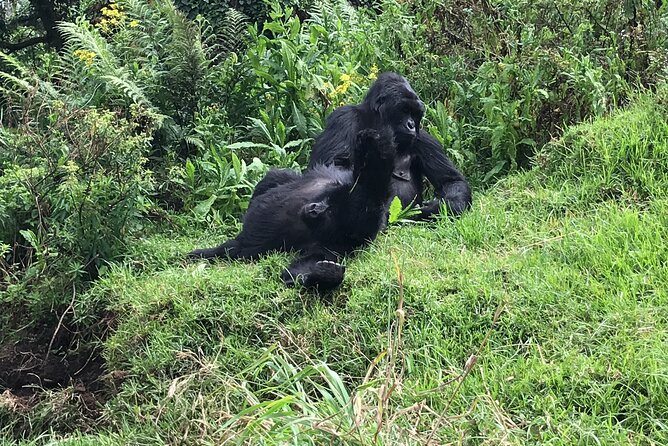 1 Day Gorilla Trekking Mgahinga Gorilla NP & Lake Bunyonyi - Returning to the station and Lake Bunyonyi