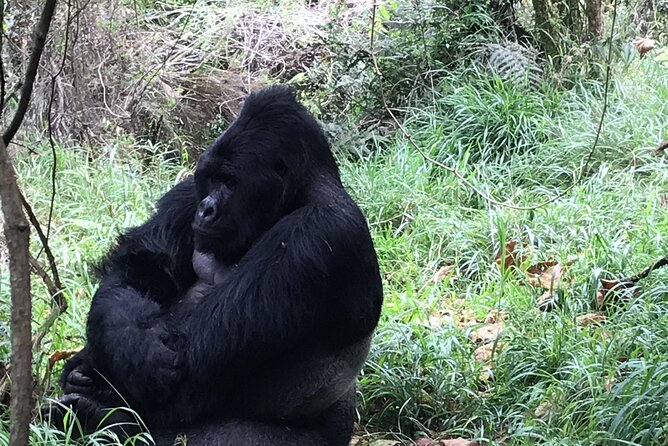 1 Day Gorilla Trekking Mgahinga Gorilla NP & Lake Bunyonyi - What the $1,400 price really covers