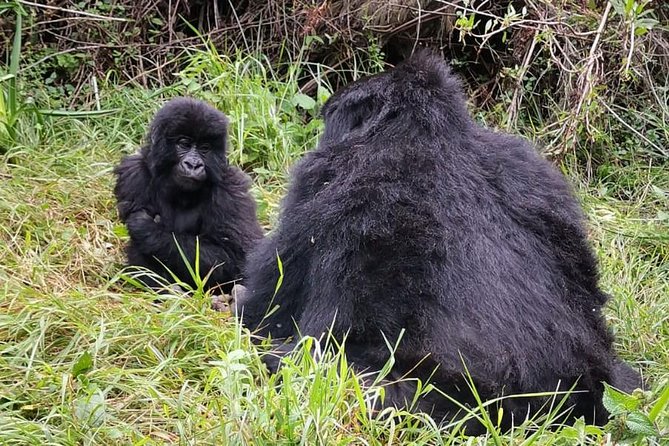 1 Day Gorilla Trekking Mgahinga Gorilla NP & Lake Bunyonyi - The 5:00 a.m. departure from Lake Bunyonyi