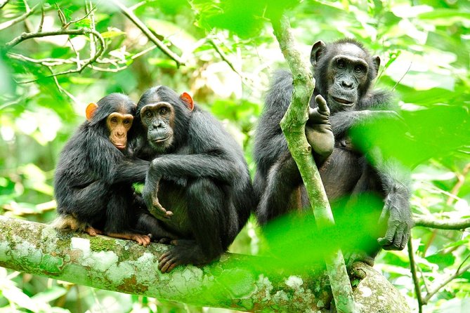 1 Day Kibale National Park - Key points to know before you book