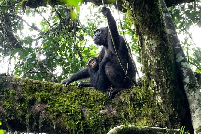 1 Day Kibale National Park - What the chimpanzee tracking portion is like