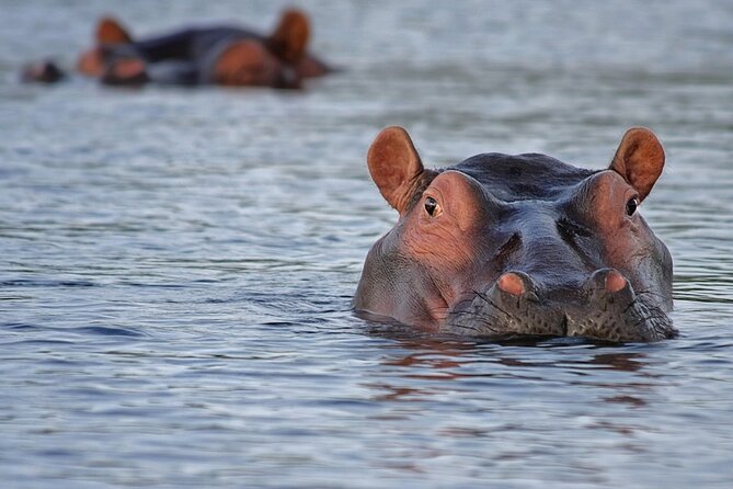 1 Day Lake Mburo National Park Short Safari from Kampala - What the 6:00 a.m. Start Means