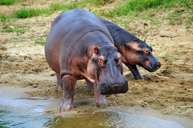 1 Day Lake Mburo National Park Short Safari from Kampala - Transport, Lunch, and the Private Format