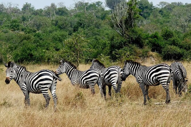 1 Day Lake Mburo National Park Short Safari from Kampala - Wildlife You Might See From the Vehicle