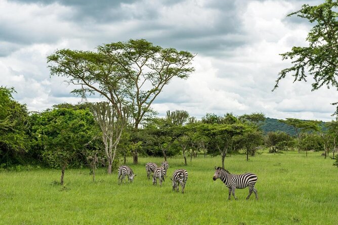 1 Day Lake Mburo Tour from Kampala - Key points to know before booking