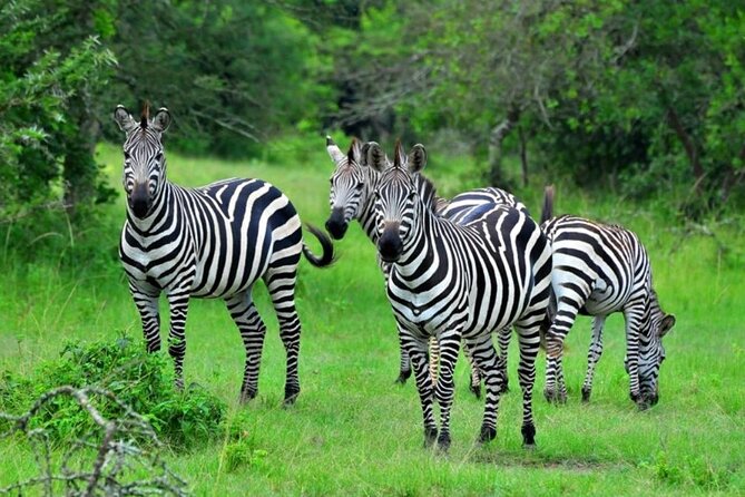 1 Day Lake Mburo Tour from Kampala - Why Lake Mburo makes sense for a one-day safari