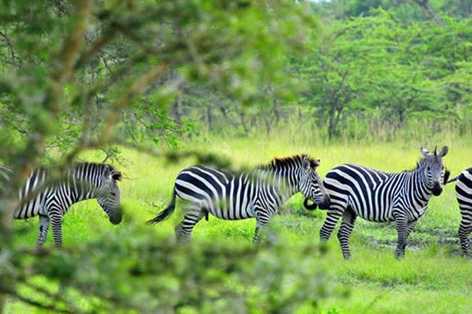 1 Day Lake Mburo Tour from Kampala - Game drive: zebras, impalas, and plain game