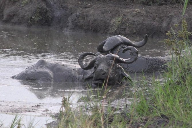 1 Day Lake Mburo Wildlife Safari - Key points to know before booking