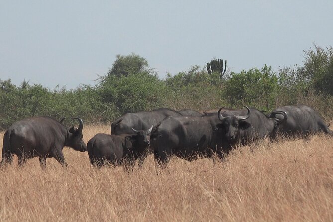 1 Day Lake Mburo Wildlife Safari - Service and communication matter here