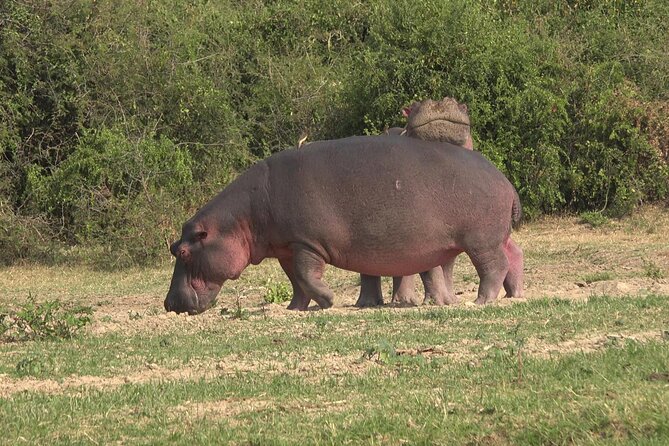 1 Day Lake Mburo Wildlife Safari - Weather and cancellation rules