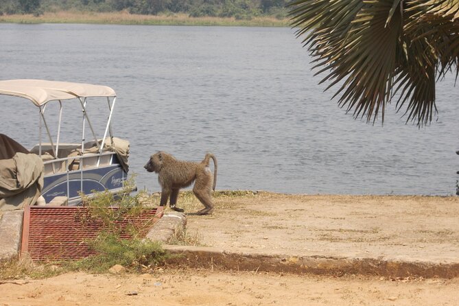 1 Day Lake Mburo Wildlife Safari - What you can expect inside Lake Mburo National Park