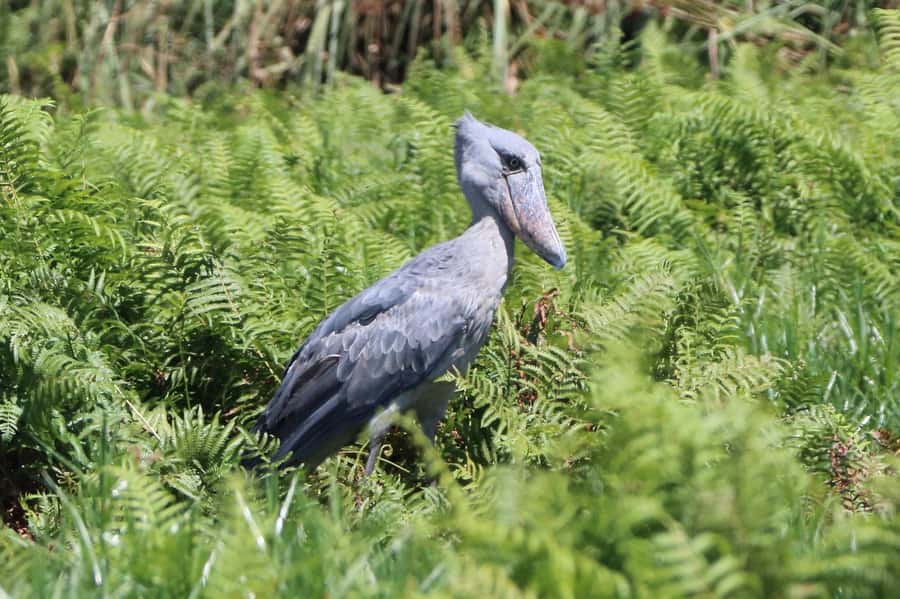1-Day Mabamba Shoebill Birding Tour in Lake Victoria Entebbe - Five details that shape the experience