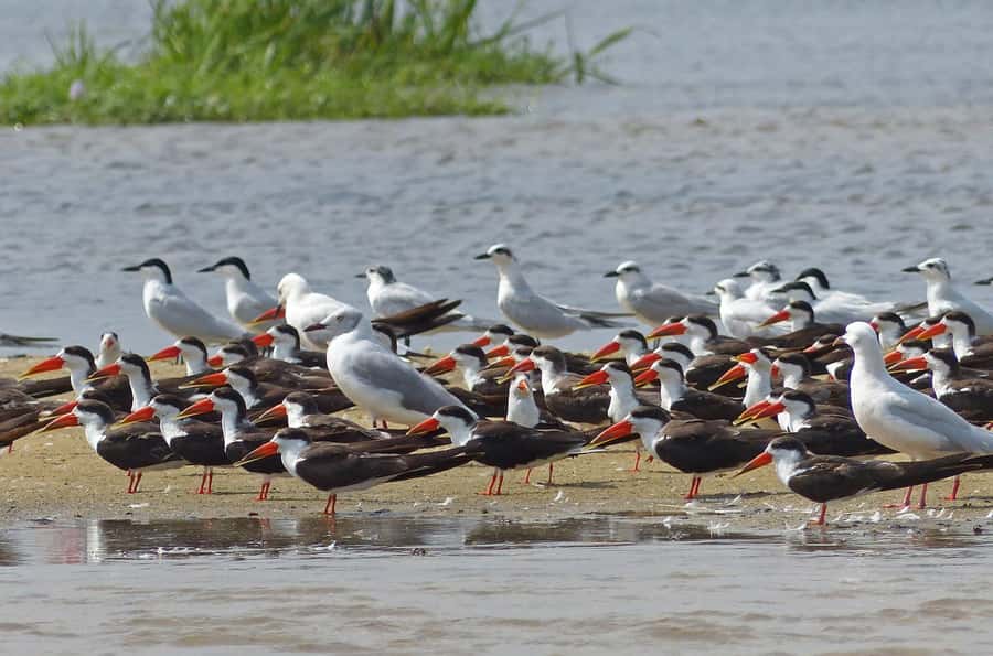 1-Day Mabamba Shoebill Birding Tour in Lake Victoria Entebbe - Practical advice for a better morning