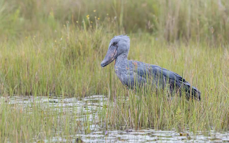 1-Day Mabamba Shoebill Birding Tour in Lake Victoria Entebbe - Leaving Entebbe for Nakiwogo Landing Site