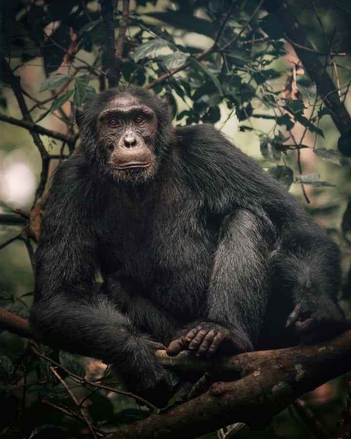 1-Day Ngamba Island chimpanzee tour - Key points to know before you go