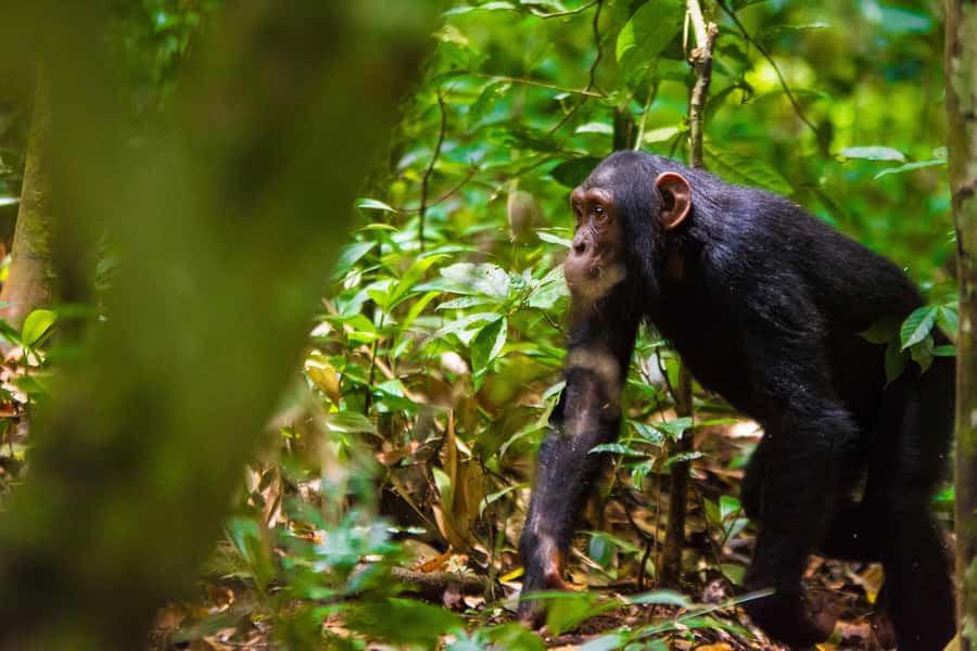 1-Day Ngamba Island chimpanzee tour - Why Ngamba Island is more than a chimpanzee photo stop