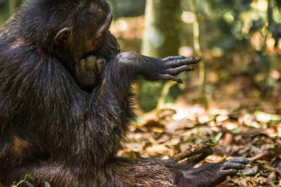1-Day Ngamba Island chimpanzee tour - Arriving at the 95-hectare sanctuary