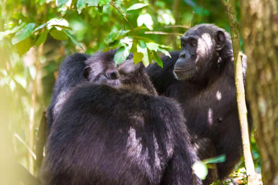 1-Day Ngamba Island chimpanzee tour - Leaving Entebbe by speedboat