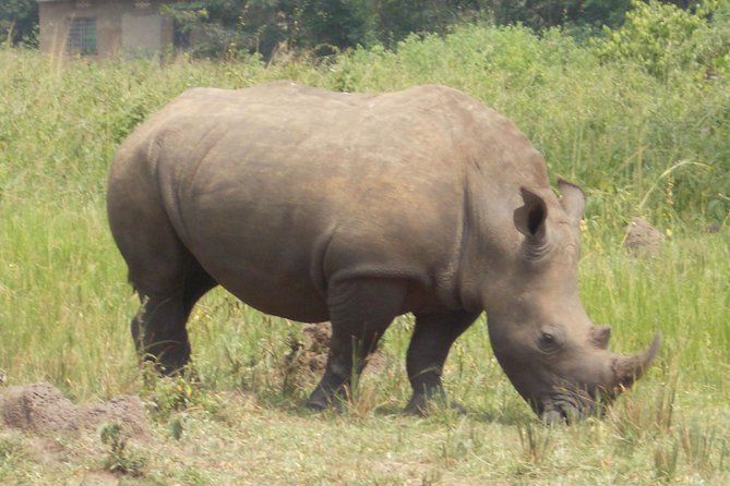 1 Day ziwa Rhino tracking trip - Key points to know before booking