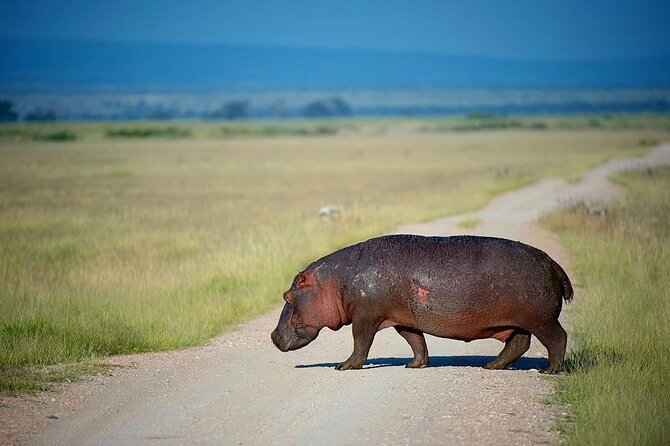 10-Day African Safari in Uganda from Kampala - Day 4: The long road to Kibale Forest