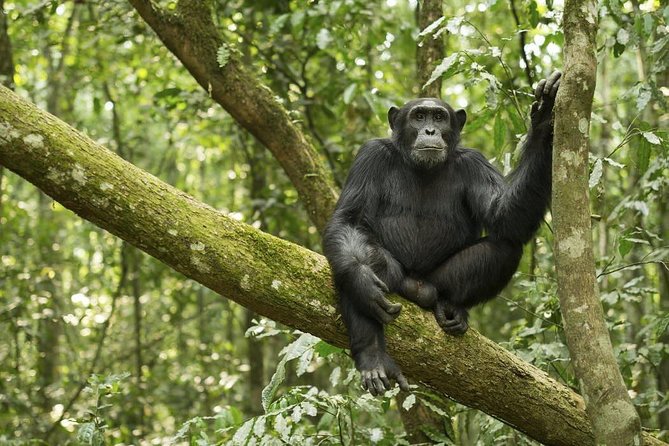 10 Day Best of Uganda Adventure Safari - Why this Uganda route works so well