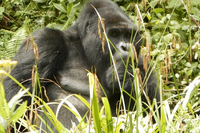 10 Day Best of Uganda Adventure Safari - Fort Portal and the Bigodi Wetland walk