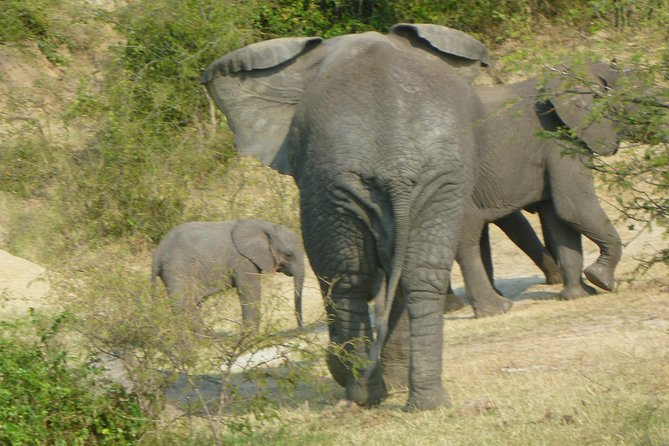 10 Day Best of Uganda Adventure Safari - Kibale chimpanzees and the road to Queen Elizabeth