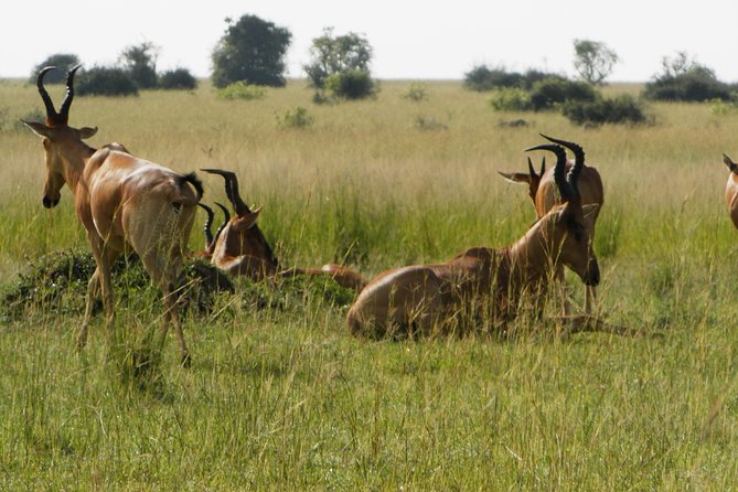 10 Day Best of Uganda Adventure Safari - Queen Elizabeth’s game drive and Kazinga Channel cruise