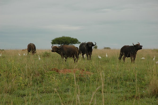 10 Day Best of Uganda Adventure Safari - Ishasha and the long approach to Bwindi