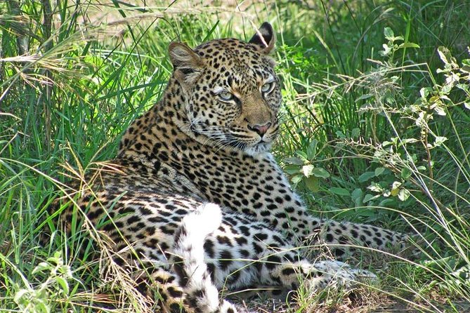 10 Day Best of Uganda Adventure Safari - The Bwindi gorilla trek