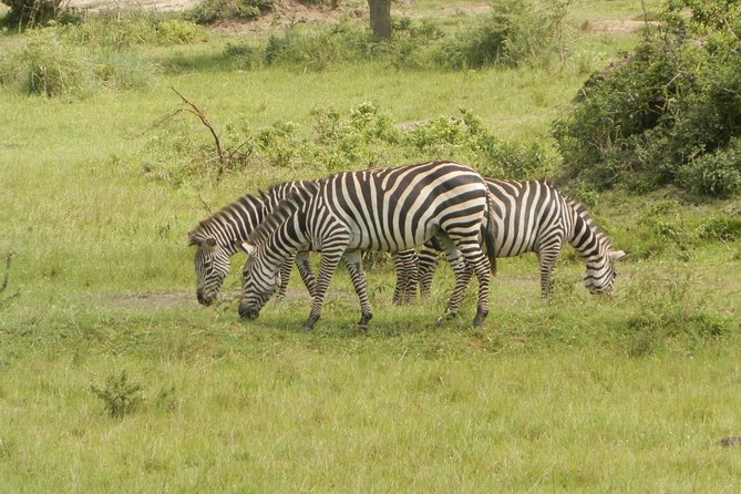 10 Day Best of Uganda Adventure Safari - Lake Mburo’s zebras and a slower second day